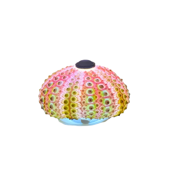 CoastalGlow DIY Søpindsvin Natlampe