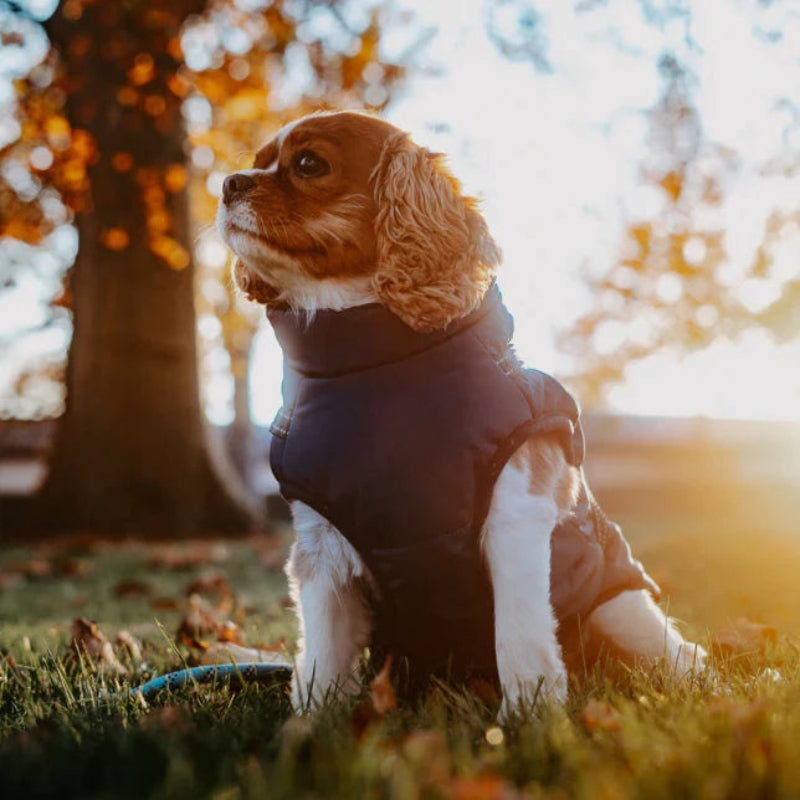 GoldPaw - Quiltet hundejakke med indbygget sele til Golden retrievere